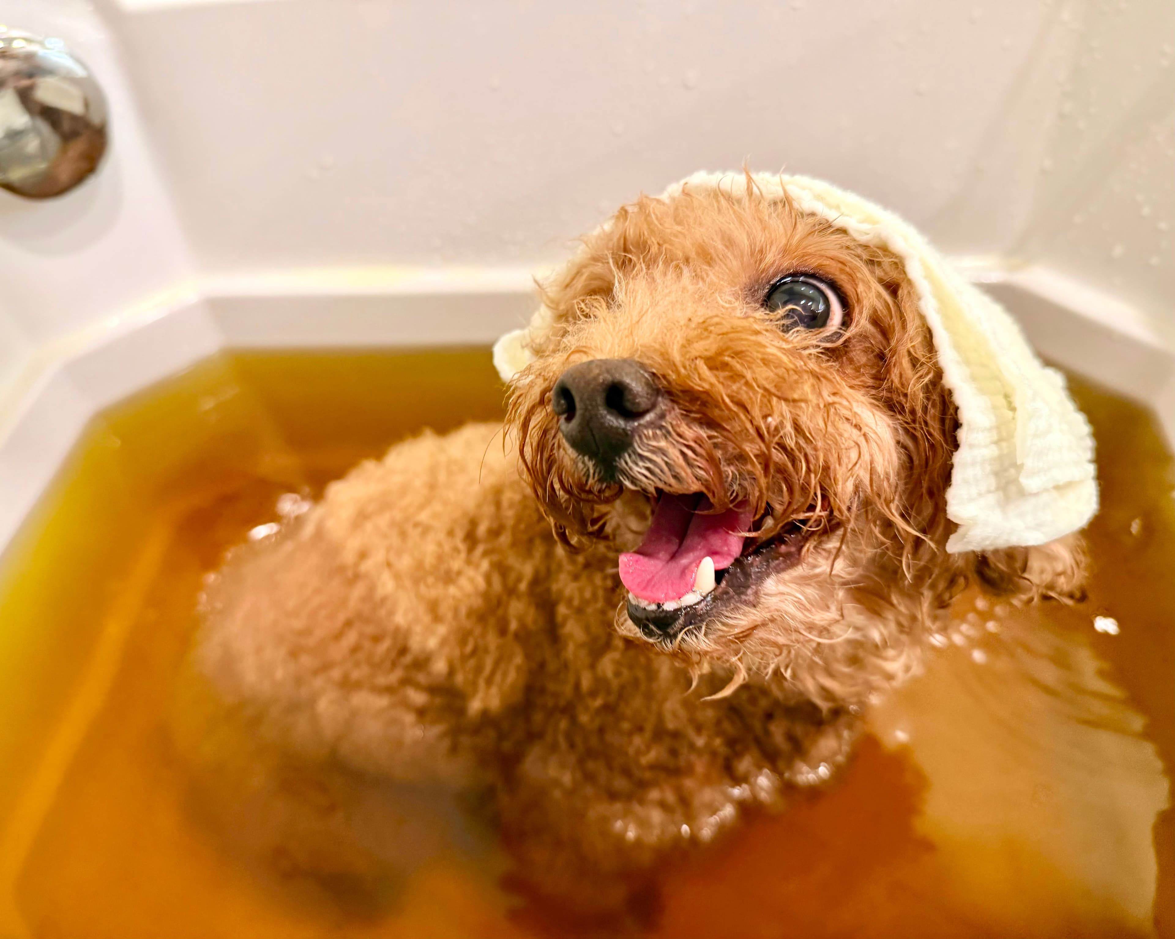 Happy dog at Hemay Pet TCM
