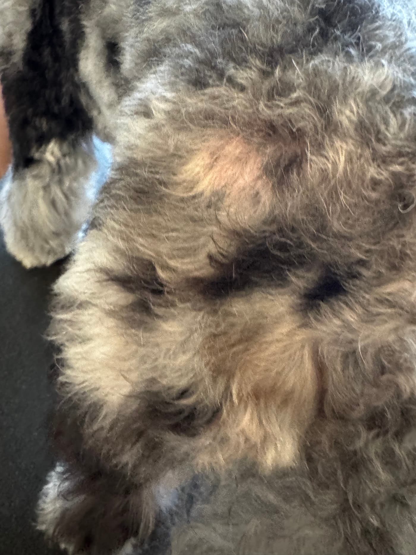 Bruno — After