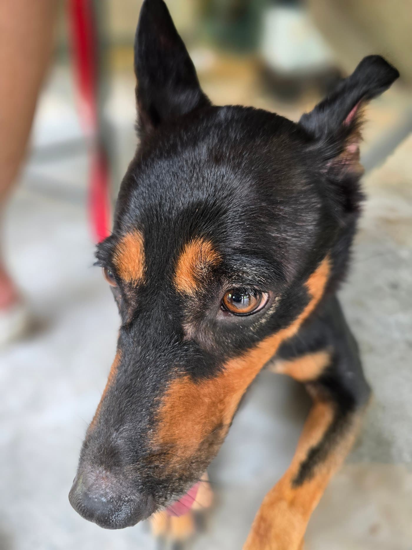 Duchess — After