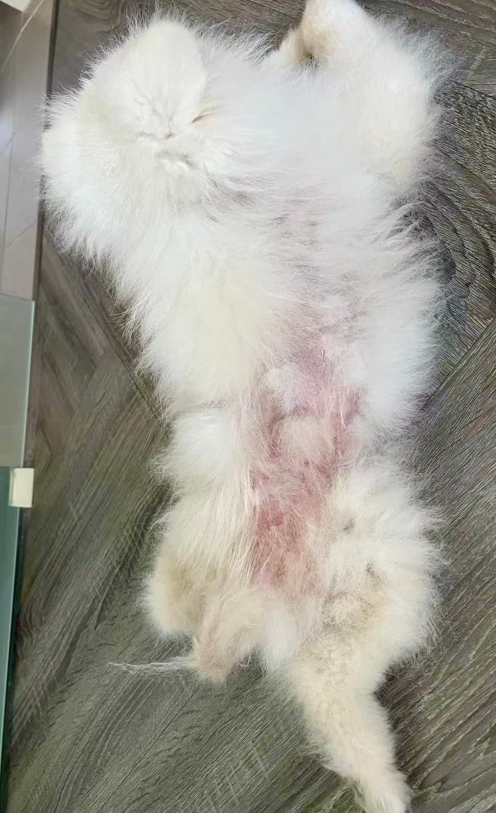 Kumo — After